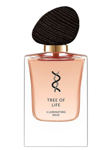 Imagen de Illuminating Rose